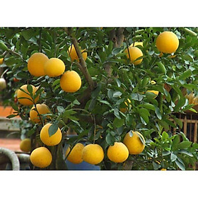 Mua Cây bưởi Diễn cao 70cm cho quả siêu sớm