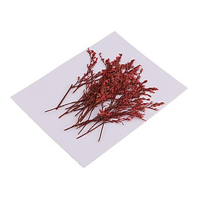 20 Piece Natural Dyed Red Limonium Real Pressed Dried Flowers for DIY Ornament Craft Candle Making Decoration 7-10cm