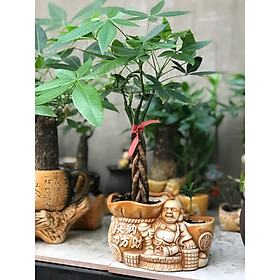 Cây kim ngân chậu ông địa