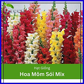 Mua Hạt Giống Hoa Mõm Sói Nhiều Màu Mix