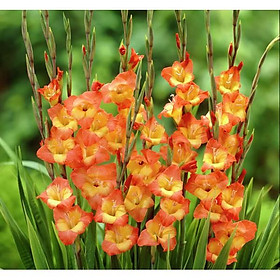 Củ giống hoa lay ơn nhiều màu - 1 củ