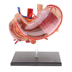 Hình ảnh 2:3 4D-Vision Human Stomach Anatomical Model Anatomy Medical Teaching Lab