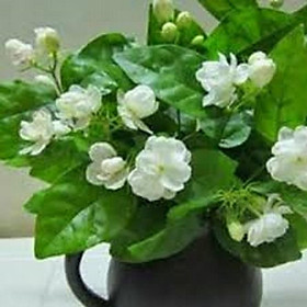 Cây hoa nhài ta, bầu cây hoa nhài ta trắng cổ, hoa thơm ướp trà uông nước cam kết chất lượng