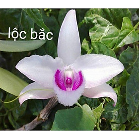 Combo 3 cây hoa phong lan giả hạc lộc bắc cây cực đẹp