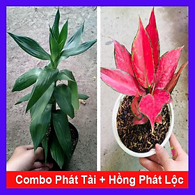 Combo 2 cây phong thủy tặng phân bón cho cây