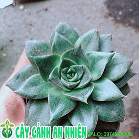 Mua Sen Đá Hoa Hồng Đen