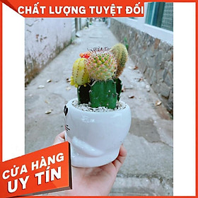 Chậu xương rồng mèo trắng Nhiều Người Mua