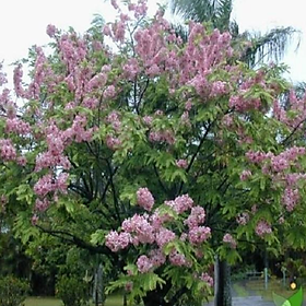 CÂY GIỐNG MUỒNG HOA ĐÀO, CÂY GIỐNG NHỎ