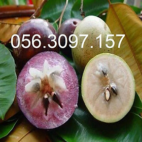 Mua Vú Sữa Lò Rèn - ĐHNN1 + Tặng 01 cây dâu da đất ( bòn bon)