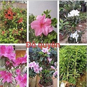 Mua cây hoa đỗ quyên ta giống