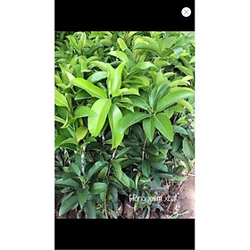Cây giống hồng xiêm xoài loại nhỏ + Tặng 01 cây dâu da đất