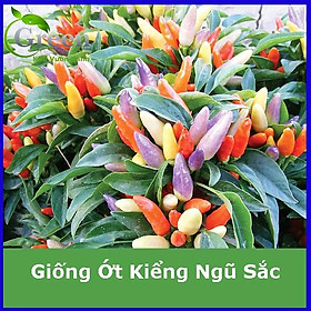 Hạt Giống Ớt Kiểng Ngũ Sắc