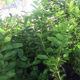 Mua cây giống si rô
