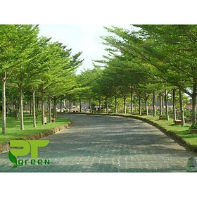 Mua Cây giống Bàng Đài Loan