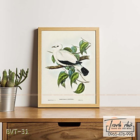 Mua Tranh canvas vintage  - Chim bồ câu (Carpophaga luctuosa) - BVT-31