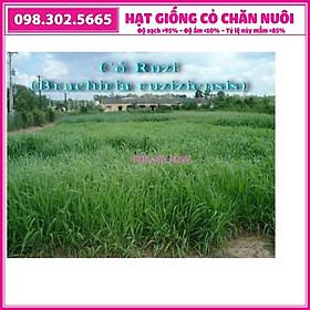 Hạt giống cỏ Ruzi - gói 100g cỏ xả chịu bóng râm, giẫm đạp dùng chăn nuôi trâu, bò, dê...