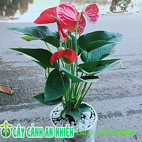 Chậu Cây Hồng Môn