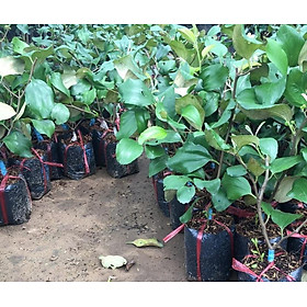 Mua CÂY TÁO GIỐNG NINH THUẬN SIÊU TRÁI cây đẹp giống chuẩn