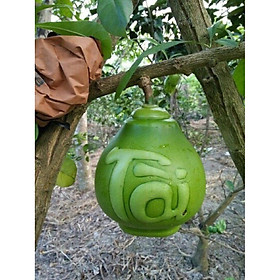 Mua Khuôn tạo hình trái Bưởi   Dưa 1.2kg - 1.8kg hình giọt nước Tài Lộc