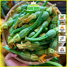 Mua Hạt giống Bí Nụ Ăn Non Lai F1 Dễ Trồng  Siêu Nụ  Kháng Bệnh Tốt - Hạt giống Rạng Đông