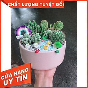 Chậu xương rồng tiểu cảnh Nhiều Người Mua