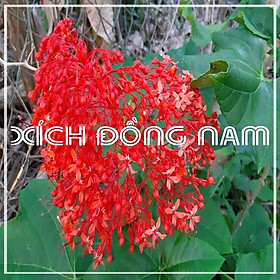 Mua Thảo dược CÂY XÍCH ĐỒNG NAM (MÒ HOA ĐỎ) khô sạch đóng gói 1 ký- congtyduoclieuhonglan
