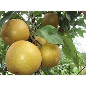 Cây lên nâu, giống cây lê nâu ghép, lê nâu siêu quả