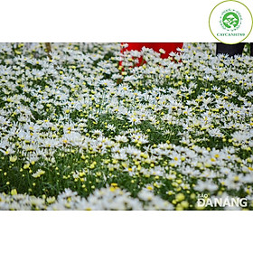 -Không giao dc 19 tỉnh Miền Nam Cây hoa cúc họa my