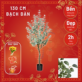 Cây Bạch đàn cao 1m3 - cây giả