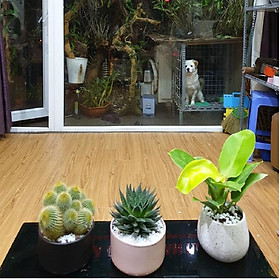 Combo ba cây Xương Rồng Khế Bụi, Móng Rồng, Trầu Bà Đế Vương Vàng