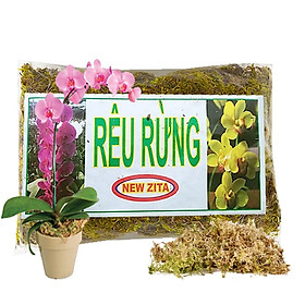 RÊU RỪNG TRỒNG LAN