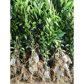 Mua Cây Bưởi Diễn