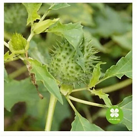 Cà độc dược khô 1kg(thân, lá)