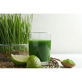 Mua 1kg hạt giống cỏ lúa mì (wheatgrass  lúa mạch  cỏ mèo)