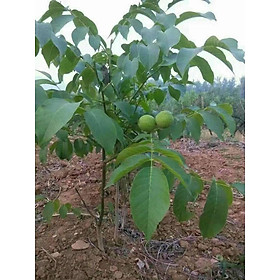 Mua cây giống óc chó hàng chuẩn f1