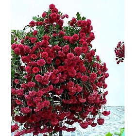 Mua Cúc cổ Sơn La cây nhỡ