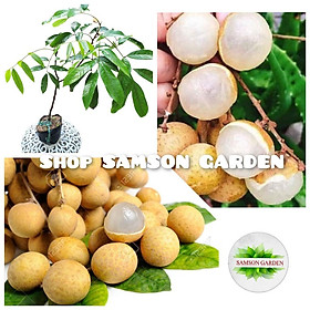Cây Giống Nhãn Thái Ido Trồng Chậu_ Năng Suất Cao Quả Ngọt Hạt Nhỏ