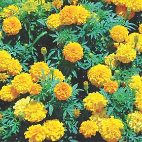 Mua Hạt giống hoa Vạn Thọ Pháp VTP89