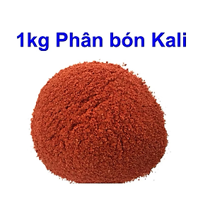 Mua 1kg Phân Bón Kali đỏ bột Phú Mỹ Giúp Ra Hoa Nhiều  Tạo Trái Sai  Ngọt Trái  Chống ngã cây