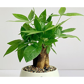 Cây để bàn kim ngân chậu men trắng