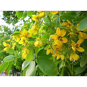 Mua Cây Muồng lá lạc (Điệp vàng)