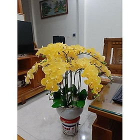 Mua Lan hồ điệp cao su thân đốm 9 bông _ HÀNG ĐẸP