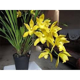 Mua đia lan hương cát cát cực thơm  hàng hoa tết  gửi nguyên chậu đi  hàng to đẹp - DLCCT