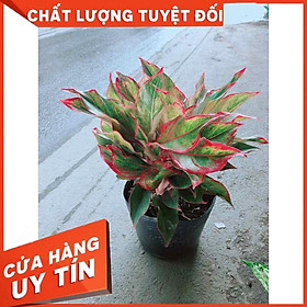 Hình ảnh Cây Phú Quý Size Lớn Nhiều Người Mua