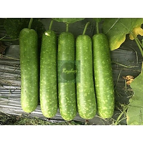 Mua Gói 3 Hạt Giống Bầu Sao Chịu Nhiệt Tốt Túi Zip