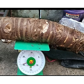 5kg củ ráy rừng (bạc hà núi) tươi 100k