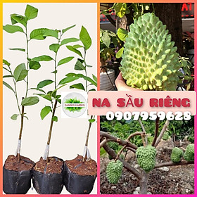 Cây giống Na Sầu Riêng Đài Loan_ Na trái khổng lồ, dai thơm _Cây ghép chui cành, trồng chậu được