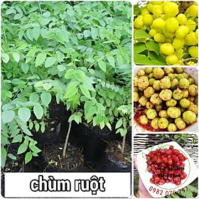 Mua Cây giống chùm ruột thái trái ngọt siêu sớm   cây ăn trái - thảo dược (ảnh thật)