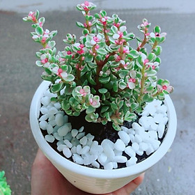 Mua Chậu Cây Đô La Hồng