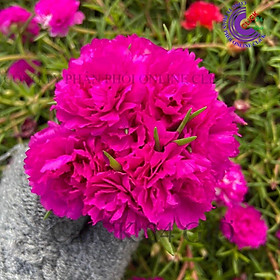 Mua 1 Ký Cành Giống Hoa Mười Giờ Thái Kép MÀU TÍM HỒNG Cành Tơ Siêu Khỏe Ra Rễ Sau 3 Ngày GIA DỤNG THÔNG MINH PKM